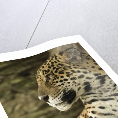 Jaguar Profile by Anonymous