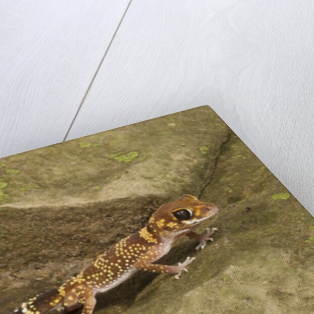 Thick-Tailed Gecko by Anonymous