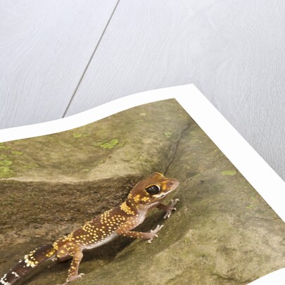 Thick-Tailed Gecko by Anonymous