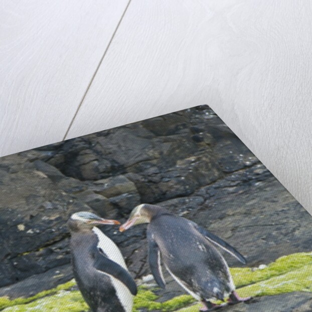 Megadyptes antipodes by Anonymous