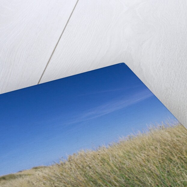 Waipapa Lighthouse by Anonymous