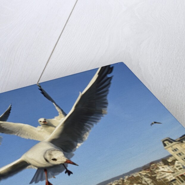 Seagulls over the city of Zurich, Switzerland by Anonymous
