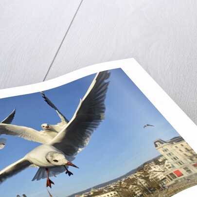 Seagulls over the city of Zurich, Switzerland by Anonymous