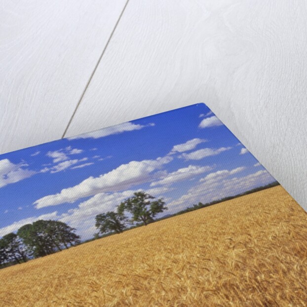 Wheat field and oak trees by Anonymous