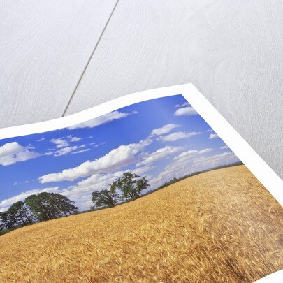 Wheat field and oak trees by Anonymous