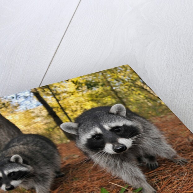 Curious raccoons by Anonymous