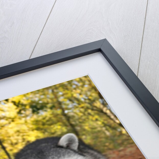 Curious raccoons by Anonymous