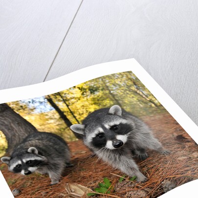 Curious raccoons by Anonymous