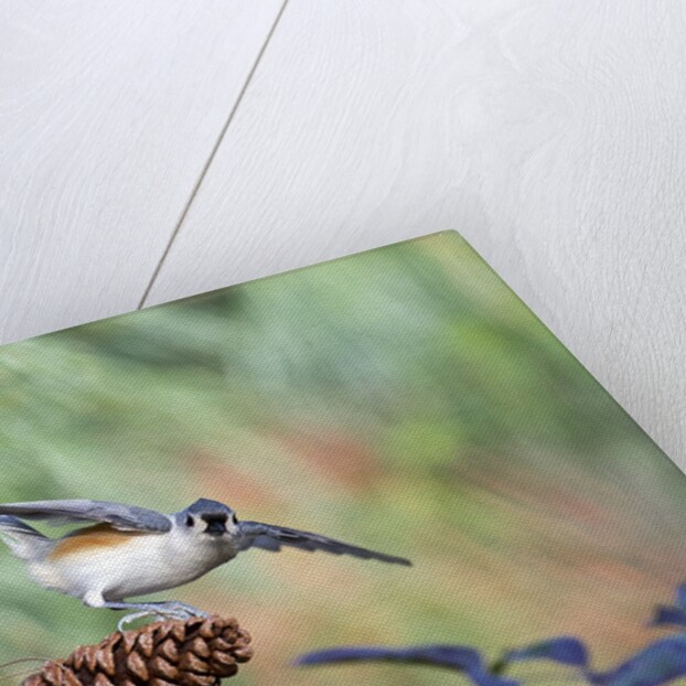 Tufted-Titmouse by Anonymous