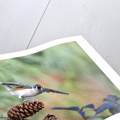 Tufted-Titmouse by Anonymous