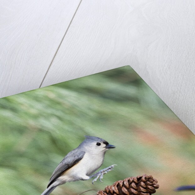 Tufted-Titmouse by Anonymous