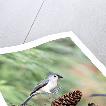 Tufted-Titmouse by Anonymous