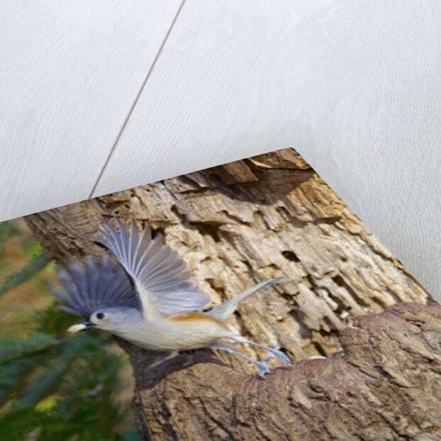 Tufted-Titmouse by Anonymous