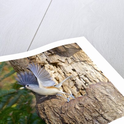 Tufted-Titmouse by Anonymous