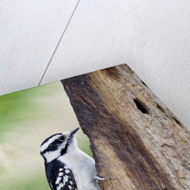 Downy Woodpecker by Anonymous