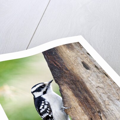 Downy Woodpecker by Anonymous
