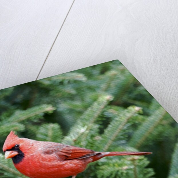 Northern Cardinal by Anonymous