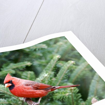 Northern Cardinal by Anonymous