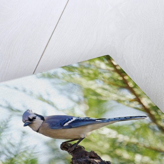 Blue Jay by Anonymous