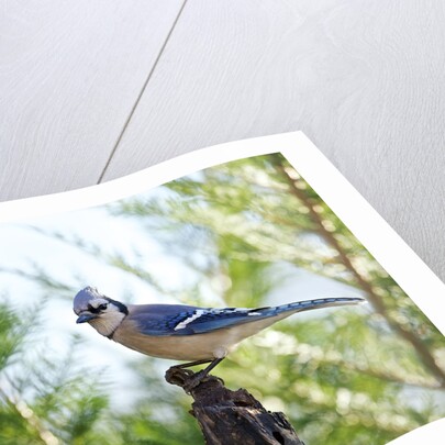 Blue Jay by Anonymous
