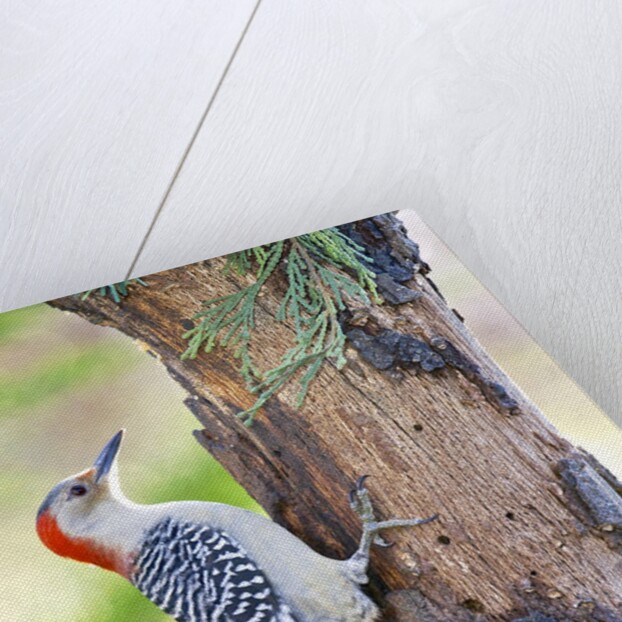 Red-beilled Woodpecker by Anonymous