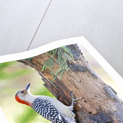 Red-beilled Woodpecker by Anonymous