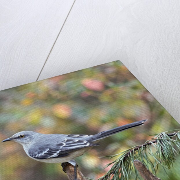 Northern Mockingbird by Anonymous