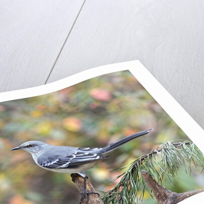 Northern Mockingbird by Anonymous