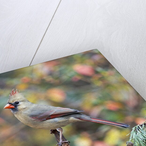 Northern Cardinal by Anonymous