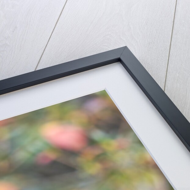 Northern Cardinal by Anonymous