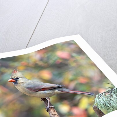 Northern Cardinal by Anonymous