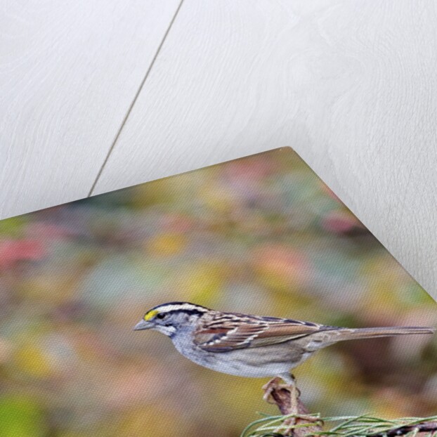 White-throated Sparrow by Anonymous