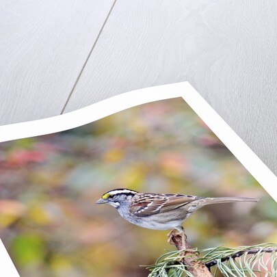 White-throated Sparrow by Anonymous