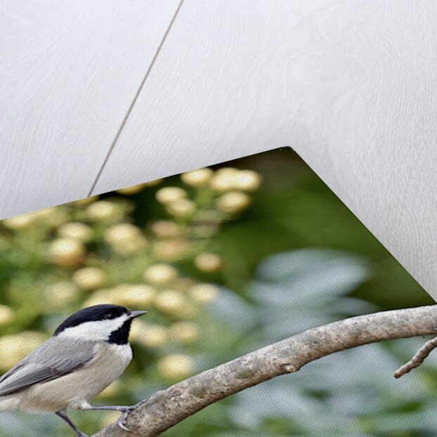 Carolina Chickadee by Anonymous