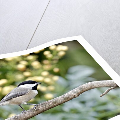 Carolina Chickadee by Anonymous