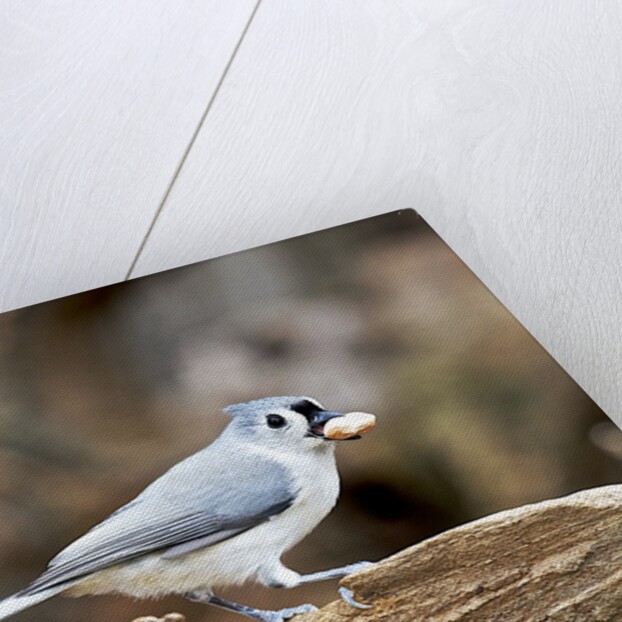 Tufted-Titmouse by Anonymous