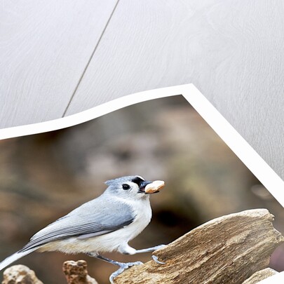 Tufted-Titmouse by Anonymous