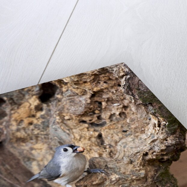 Tufted-Titmouse by Anonymous