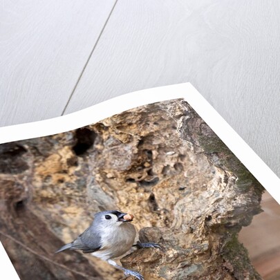 Tufted-Titmouse by Anonymous