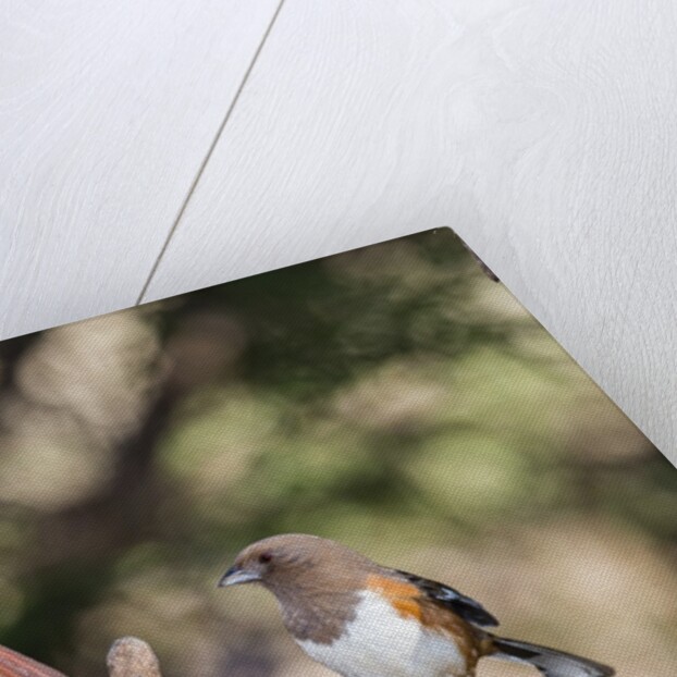 Northern Cardinal & Rufous Towhee (female) by Anonymous