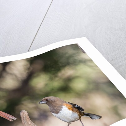 Northern Cardinal & Rufous Towhee (female) by Anonymous