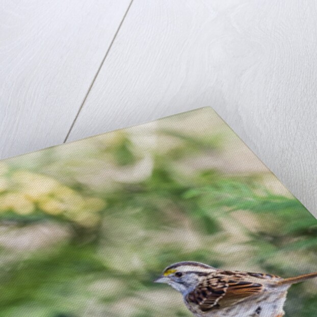White-throated Sparrow by Anonymous