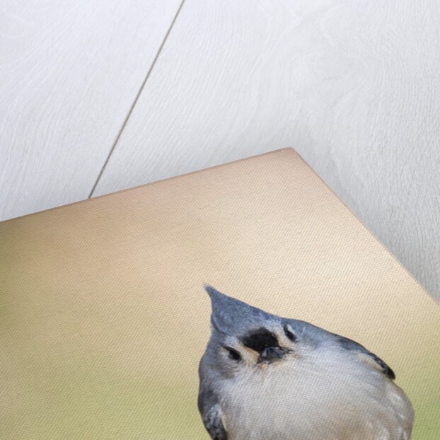 Tufted Titmouse by Anonymous