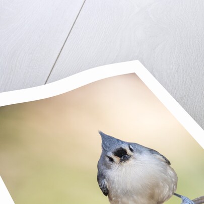 Tufted Titmouse by Anonymous