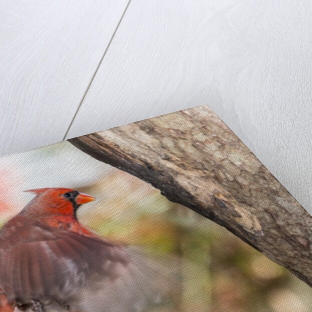 Northern Cardinal by Anonymous