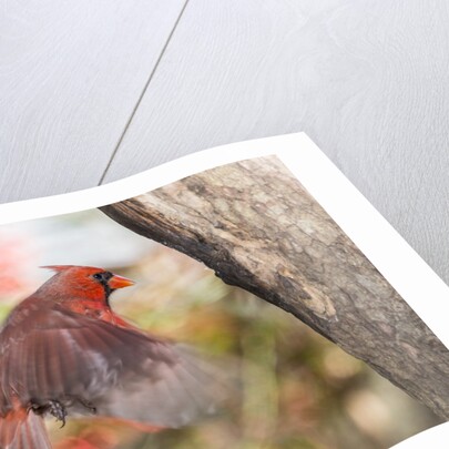 Northern Cardinal by Anonymous