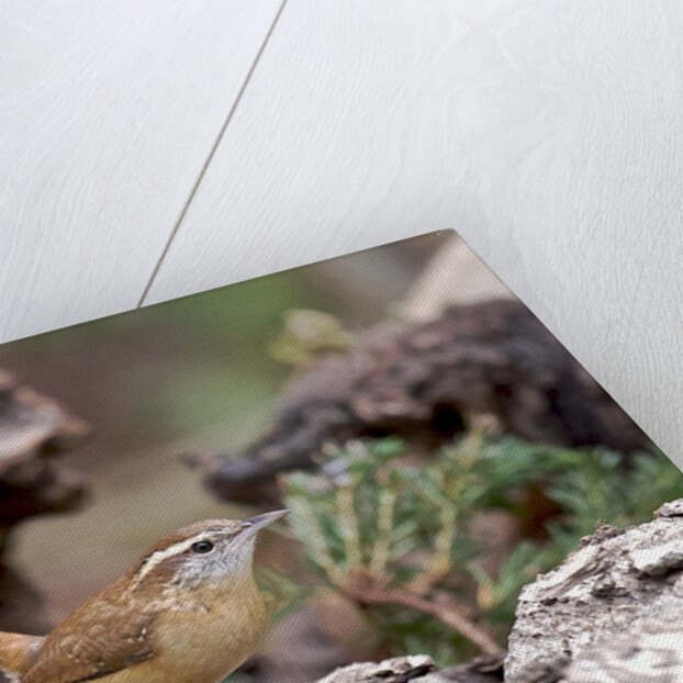 Carolina Wren by Anonymous