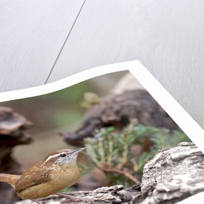 Carolina Wren by Anonymous