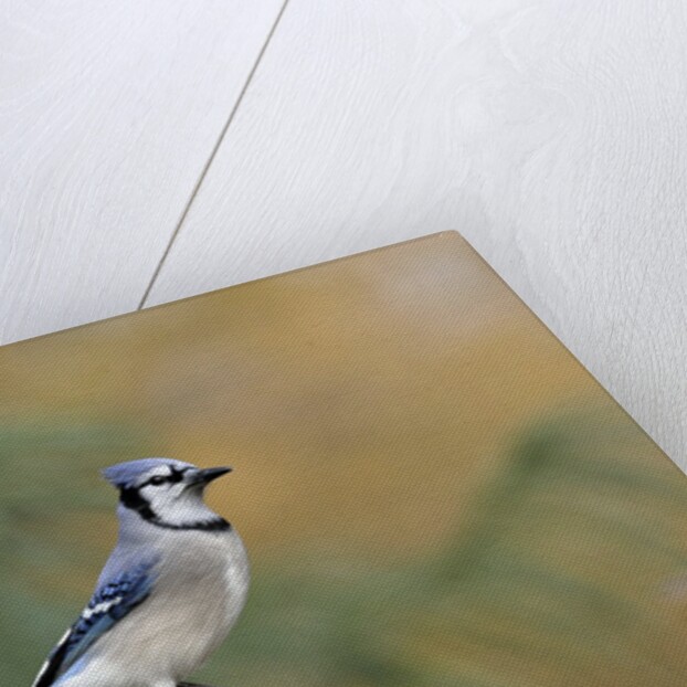 Blue Jay by Anonymous