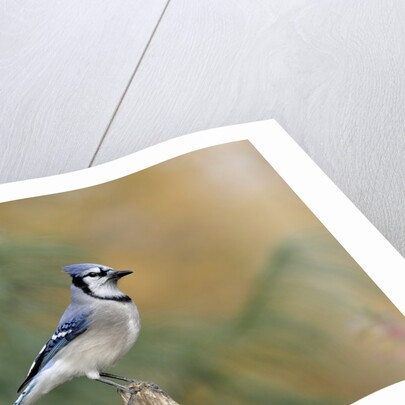 Blue Jay by Anonymous